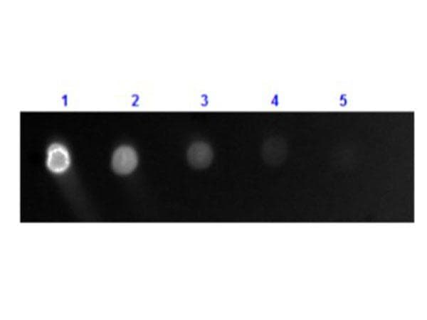 Goat Anti-Dog IgG Secondary Antibody (FITC)