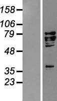 AIFM1 / AIF / PDCD8 Protein (Over-Expression Lysate Myc-DDK (Flag))