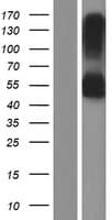 RNF150 Protein (Over-Expression Lysate Myc-DDK (Flag))