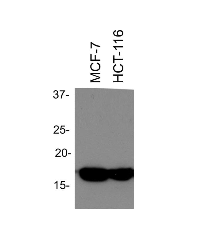 Histone H3 Antibody (aa100-150)