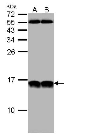 NHP2L1 Antibody (aa1-128)