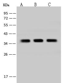 TMEM38A Antibody