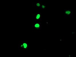 ELK3 / NET Antibody (clone OTI1A6)