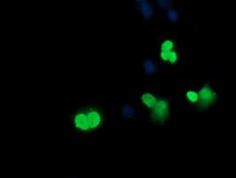 SRY Antibody (clone OTI3C8)