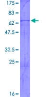 Human ELAVL2 / HUB Protein (Recombinant GST)