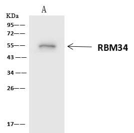 RBM34 Antibody