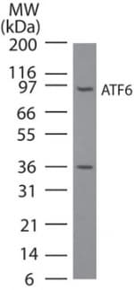 IHC-plus™ Monoclonal Mouse anti-Human ATF6 Antibody (clone 70B1413.1, aa1-273, IHC, WB)