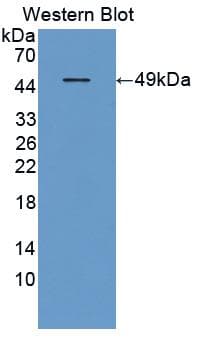 FGF6 Antibody (aa38-208)