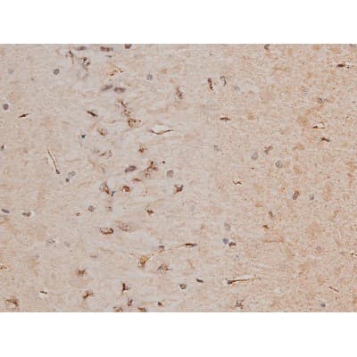 CREB1 / CREB Antibody (phospho-Ser133)