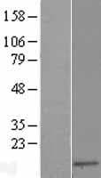 SH3BGRL Protein (Over-Expression Lysate Myc-DDK (Flag))