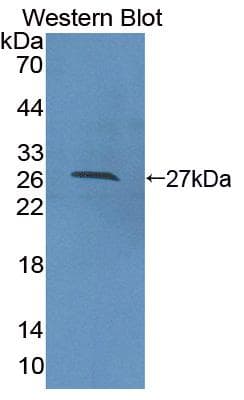 CDC42 Antibody (aa1-188, PE)