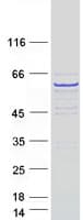 Human TEKT3 Protein (Recombinant Myc-DDK (Flag))