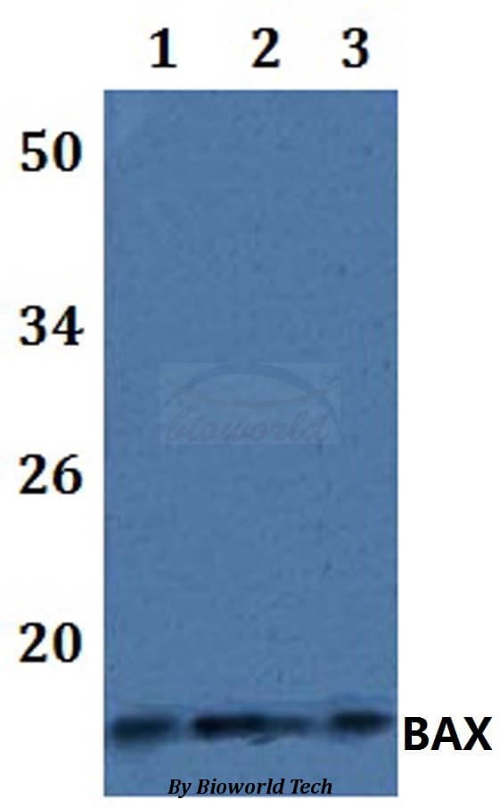 BAX Antibody