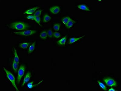 IHC-plus™ LRTOMT Antibody (aa 31-264)