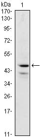 Monoclonal Mouse anti-Human GATA1 Antibody (clone 4G1, WB)