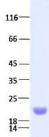 Human BAFF / TNFSF13B Protein (Recombinant His, N-Terminal)