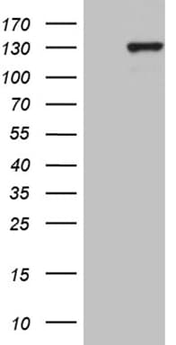 HPMS1 / PMS1 Antibody (aa323-423, clone OTI5E10, Carrier-free)