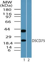 THEM6 / C8orf55 Antibody (aa200-250)