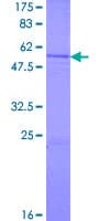 Human SNRPN Protein (Recombinant GST)