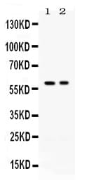 AIRE Antibody