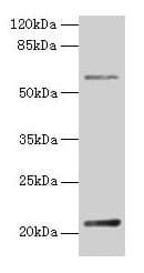 DUSP13 Antibody