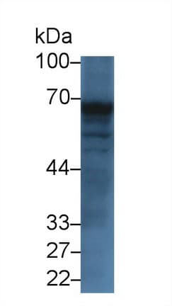 TREH Antibody (aa237-420, PE)