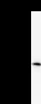 Monoclonal Mouse anti-Human HEXIM1 Antibody (clone 2416C2a, IF, WB)