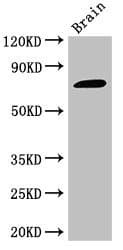 GAB2 Antibody