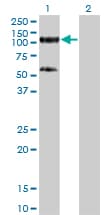 IHC-plus™ TRIM28 / KAP1 Antibody (clone 4E6)