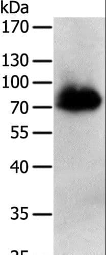 PRMT7 Antibody