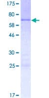 Human POU4F1 / BRN3A Protein (Recombinant GST)