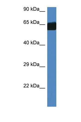 FMO3 Antibody (aa300-349)