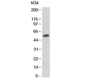 TP53 / p53 Antibody (clone PAb 1801, Azide-free, BSA-free)