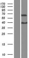 ZNF648 Protein (Over-Expression Lysate Myc-DDK (Flag))
