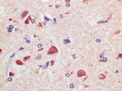 GPR1 Antibody (clone K1G4)