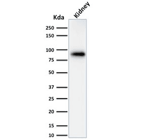 CANX / Calnexin Antibody (clone CANX/1543)