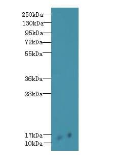 SCA2 / LY6E Antibody (aa21-102)