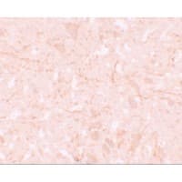 NLRP12 Antibody