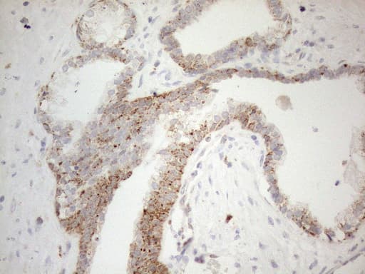 Monoclonal Mouse anti-Human NAPSA / NAPA / Napsin A Antibody (clone OTI3A4, aa64-244, IHC, IF)