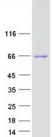 Human CPNE5 Protein (Recombinant Myc-DDK (Flag))