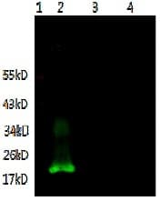 IL6 / Interleukin 6 Antibody (clone 3C1-C2-D11, Preservative Free)