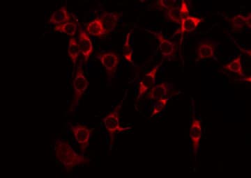 Complement C6 Antibody