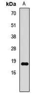 HIST3H3 Antibody