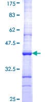 Human CRBN / Cereblon Protein (Recombinant GST, N-terminus)