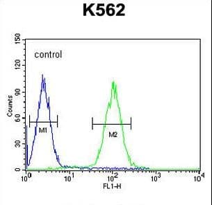 ZNF169 Antibody (aa131-159)