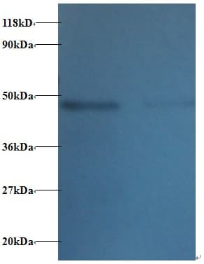 TTC1 Antibody (Biotin)