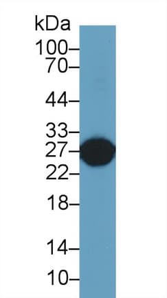 GSTA5 Antibody (aa1-221, Cy3)