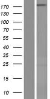 NUP188 Protein (Over-Expression Lysate Myc-DDK (Flag))
