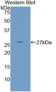 NPNT / Nephronectin Antibody (aa49-255)