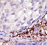 RNF216 / TRIAD3 Antibody (aa716-745)